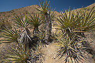 Yucca schidigera, ina ghnáthóg dúchais 