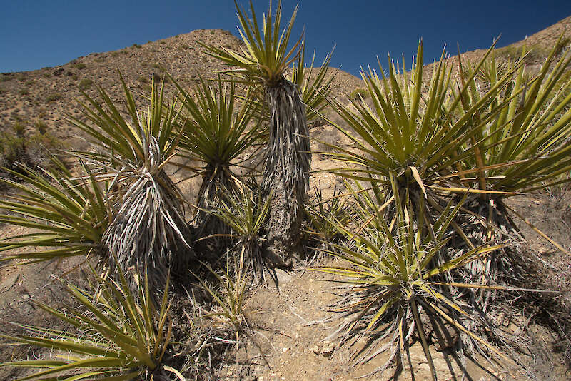 Yucca schidigera，在其原生棲息地 — 奧地利KarelŠtípek