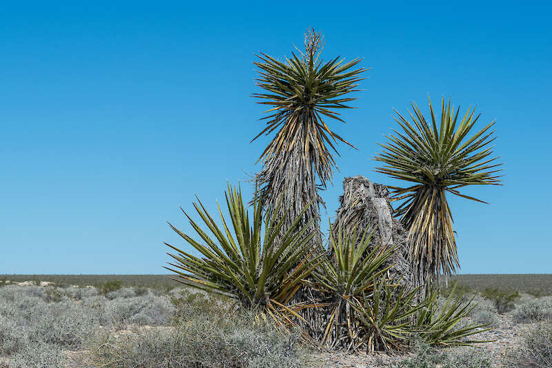 Scherpe, zwaardachtige bladeren van Mojave yucca, Nevada — Dominic Gentilcore PhD, VS.