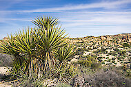 Yucca schidigera ، المعروف أيضًا باسم Mojave yucca أو خنجر إسباني ، في موطنه الأصلي 
