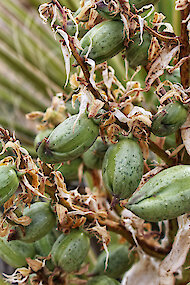 Bron van zaden van Yucca schidigera, gewoonlijk Mojave yucca 