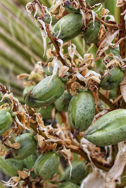 Bron van zaden van Yucca schidigera, gewoonlijk Mojave yucca — Jared Quentin, VS.