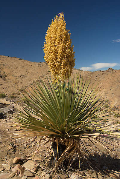 Planhigyn yucca sy'n blodeuo Mojave, California — Karel Štípek, Awstria
