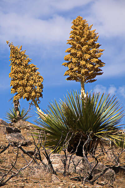 盛開的Yucca schidigera，加利福尼亞州莫哈韋沙漠 — 奧地利KarelŠtípek