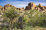 Yucca schidigera ، صحراء موهافي ، كاليفورنيا 
