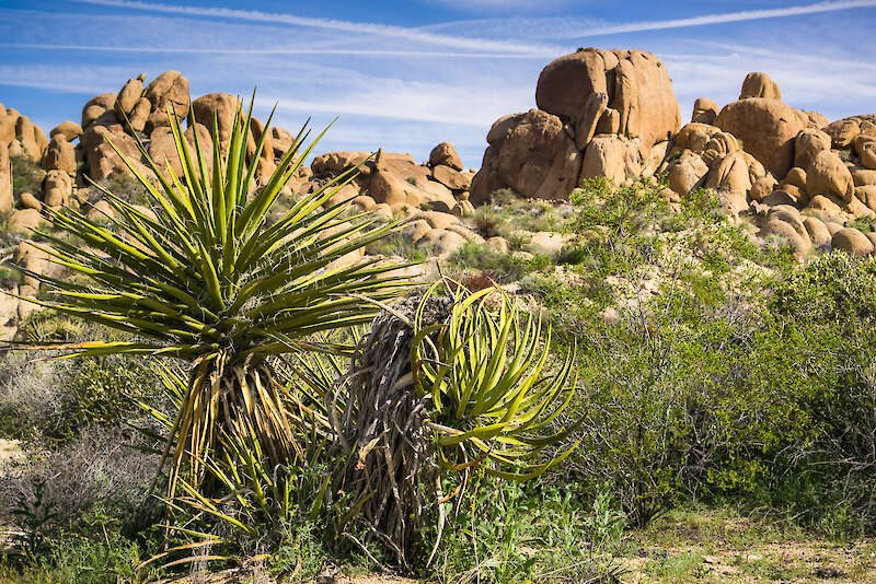 Yucca schidigera, Anialwch Mojave, California — Andrei Stanescu, UDA