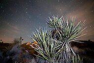 Mojave Yucca (Yucca schidigera) oświetlona błyskiem światła pod ciemnym rozgwieżdżonym nocnym niebem 