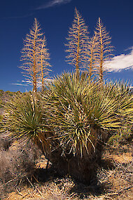 Mojave yucca växt, Joshua Tree National Park, Kalifornien 