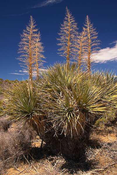 莫哈韋沙漠絲蘭植物，加利福尼亞州約書亞樹國家公園 — 奧地利KarelŠtípek