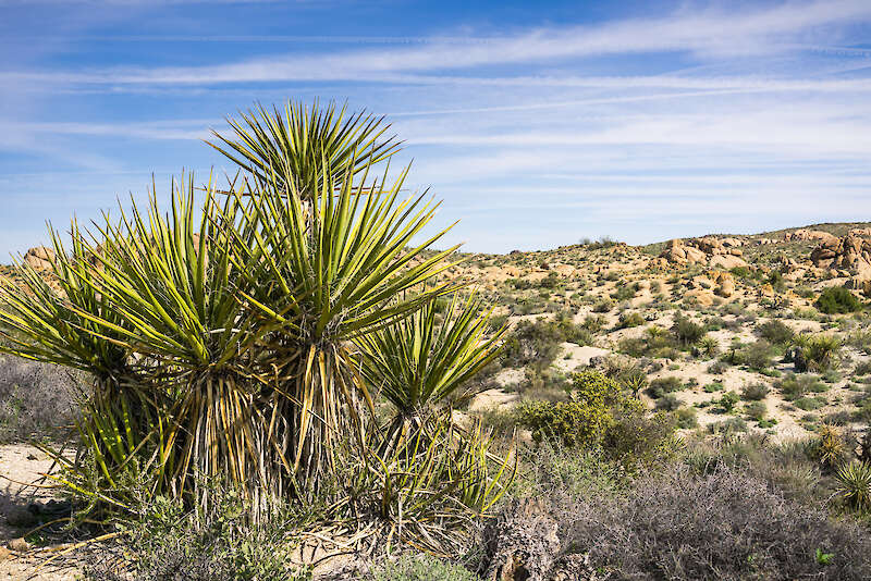 Yucca schidigera, znana tudi kot Mojave yucca ali špansko bodalo, v svojem naravnem okolju — Andrei Stanescu, USA