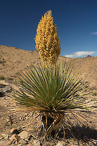 Kvetoucí rostlina yucca Mojave, Kalifornie 