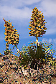 盛开的Yucca schidigera，加利福尼亚州莫哈韦沙漠 