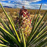 Mojave yucca v poušti Chihuahua v západním Texasu 