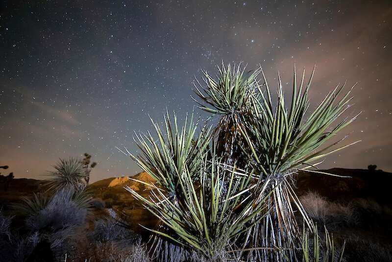 Mojave Yucca (Yucca schidigera) iluminada con un destello de luz bajo el oscuro cielo estrellado — Dominic Gentilcore PhD, Estados Unidos